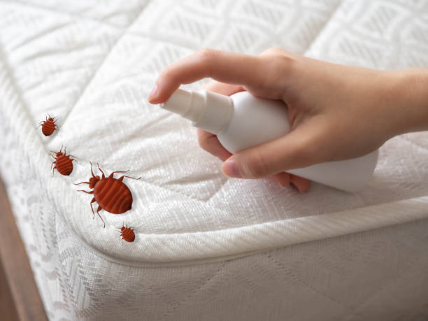 Best Emergency Pest Control  in Wausau, WI